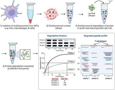To stay or not to stay intact as an allergen: the endolysosomal degradation assay used as tool to analyze protein immunogenicity and T cell epitopes